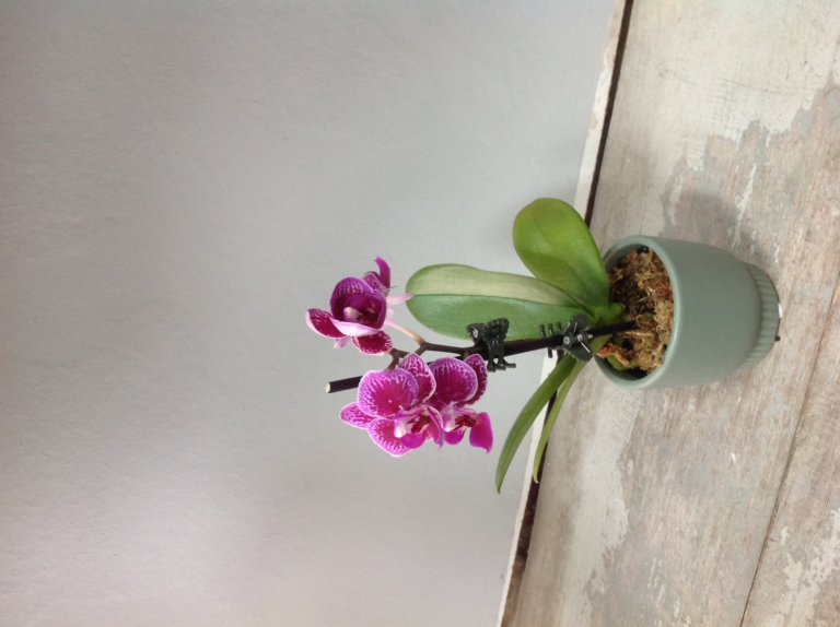 Mini Phalaenopsis Orchid Plant Williams Florist